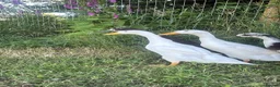 Ducks poultry for sale: Free Drakes looking for new postcode - Advert 1