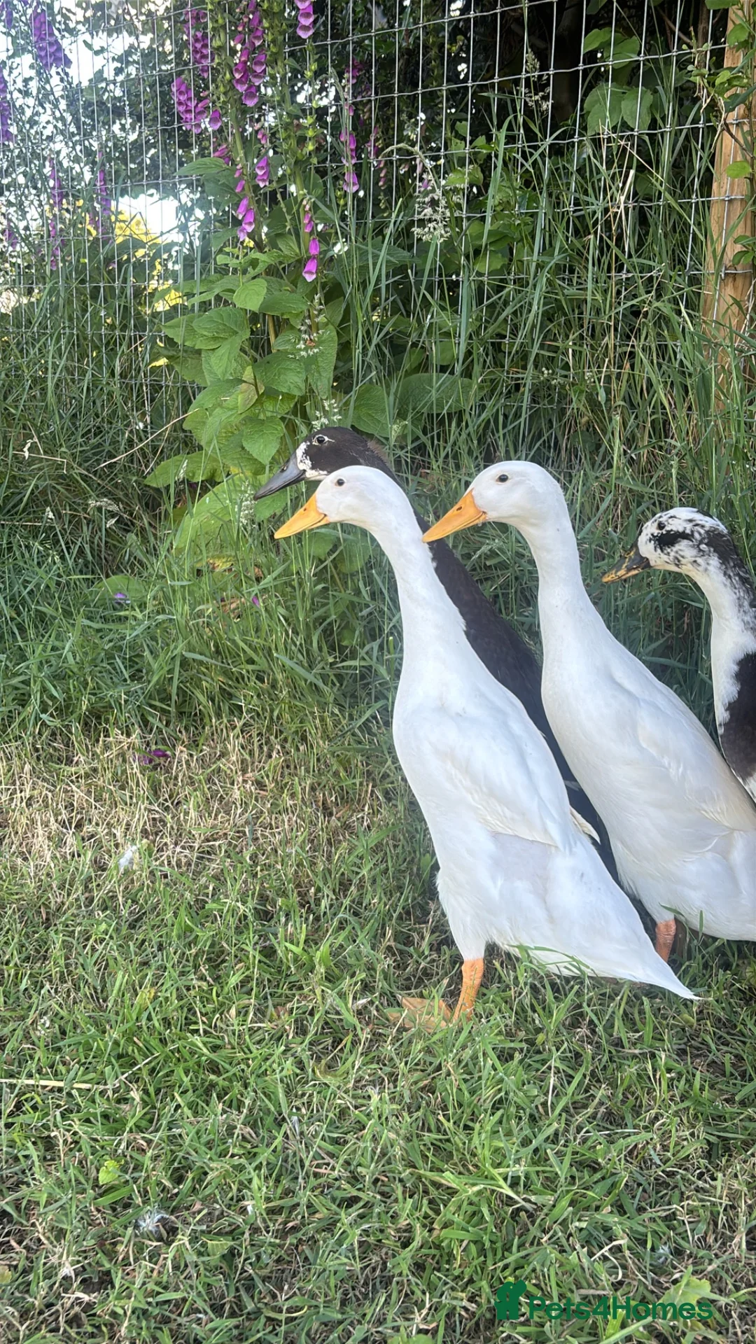 Ducks poultry for sale: Free Drakes looking for new postcode - Advert 1