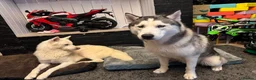 Siberian Husky dogs for sale: Two beautiful huskys ( brothers ) - Advert 22