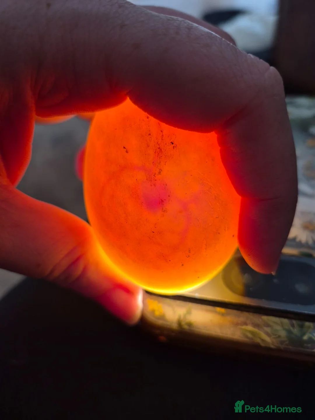 Ducks poultry for sale: 6 X Pekin duck hatching eggs - Advert 4