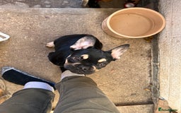 French Bulldog dogs for stud: Chocolate Tan french bulldog Burtie in Sevenoaks - Image 14