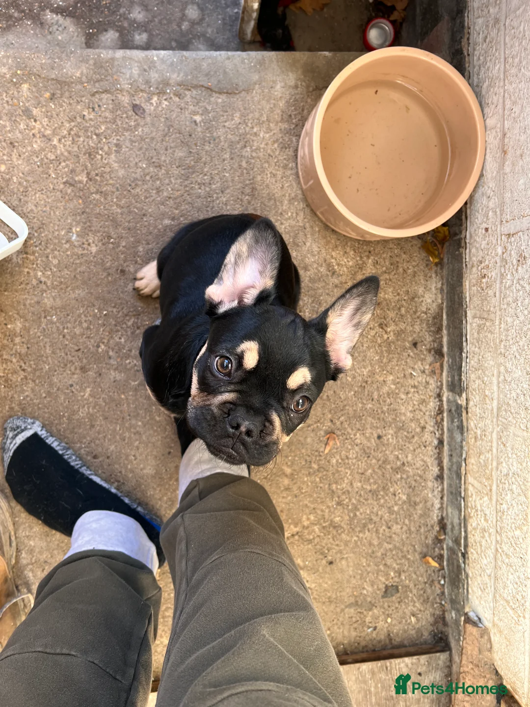 French Bulldog dogs for stud: Chocolate Tan french bulldog Burtie in Sevenoaks - Advert 14