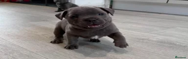 blue boy
