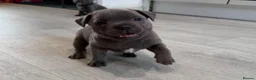 Staffordshire Bull Terrier dogs for sale: Blue Stafford bull terriers  - Advert 14
