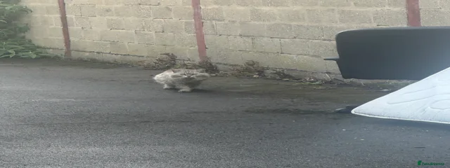 Unsure - feral cat 