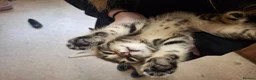 Siberian cats for sale: Siberian mix in Rushden - Advert 6