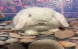 Mini Lion Lop rabbits for sale: Double mane lionlops ready 23rd Oct  - Image 9