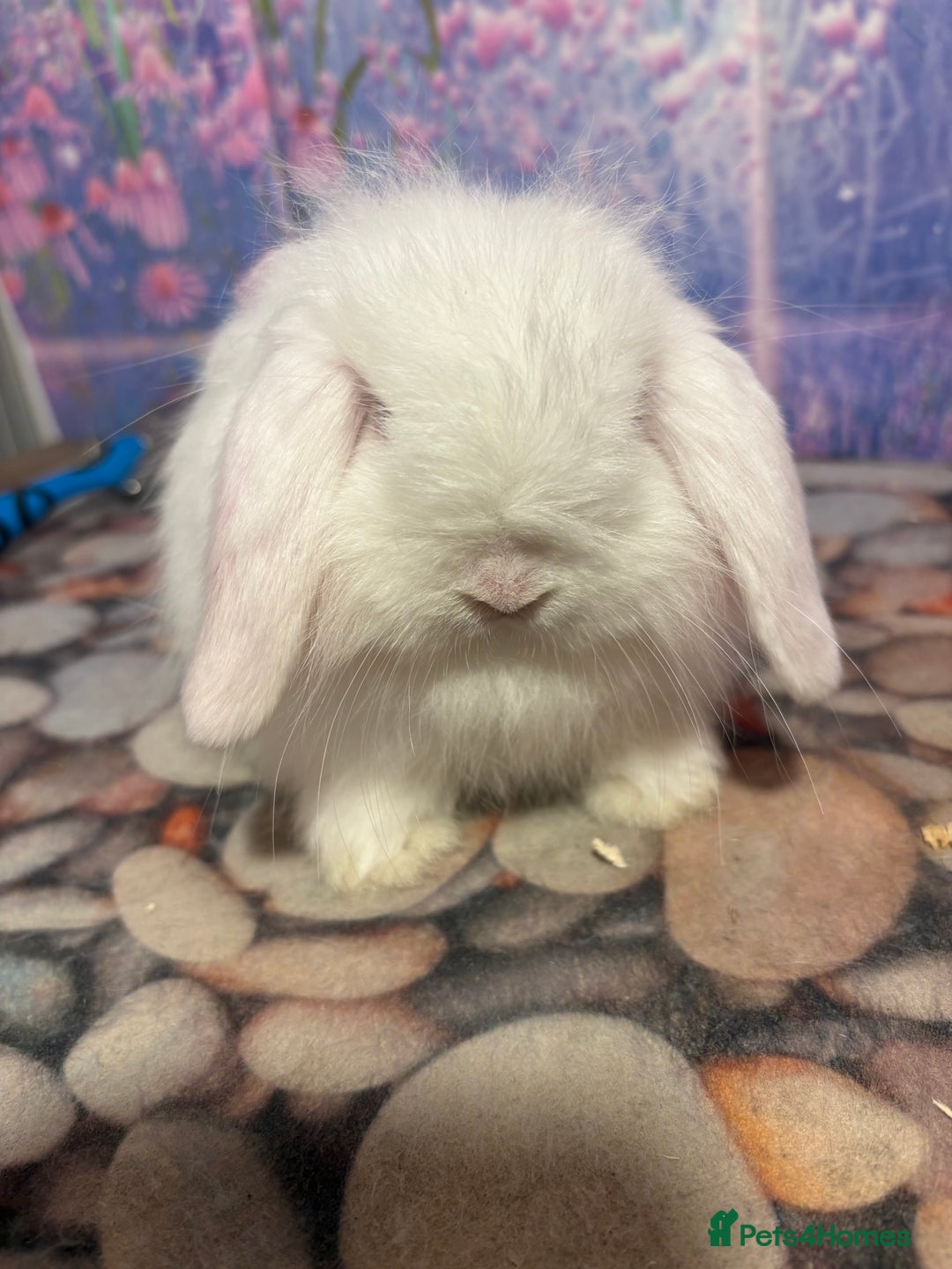 Mini Lion Lop rabbits for sale: Double mane lionlops ready 23rd Oct  - Image 9