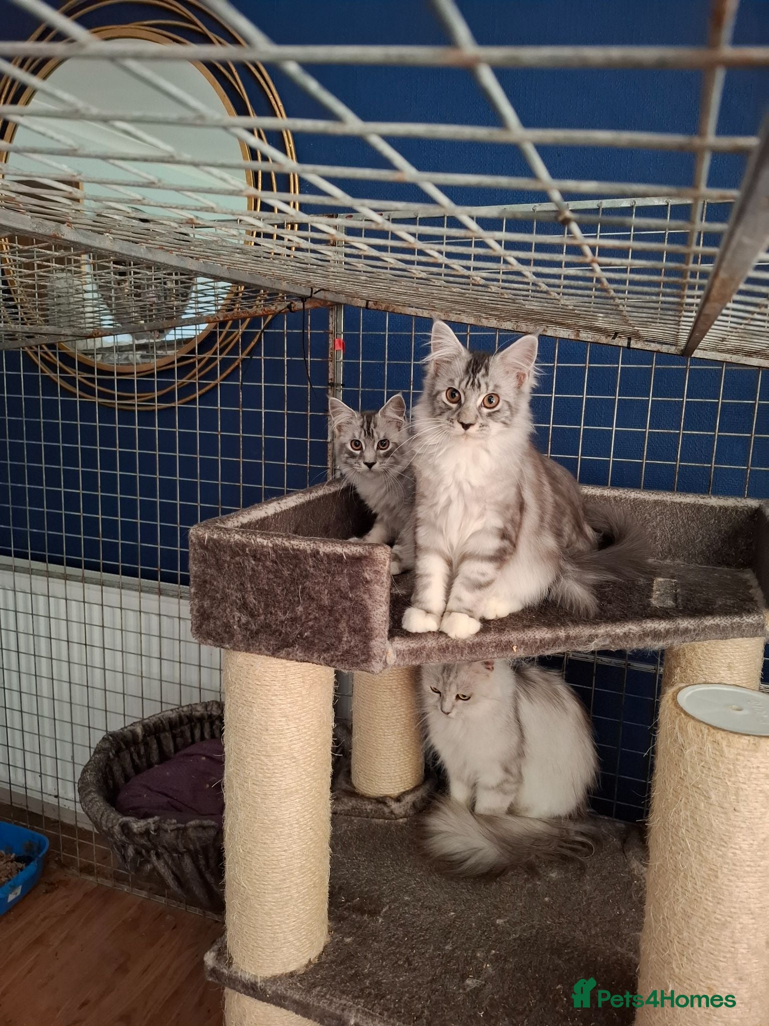 Maine Coon cats Mainecoon kittens male - Advert 18