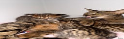 Savannah cats for sale: TICA Reg F3 Savannah Kittens HIGH PERCENTAGE - Advert 12