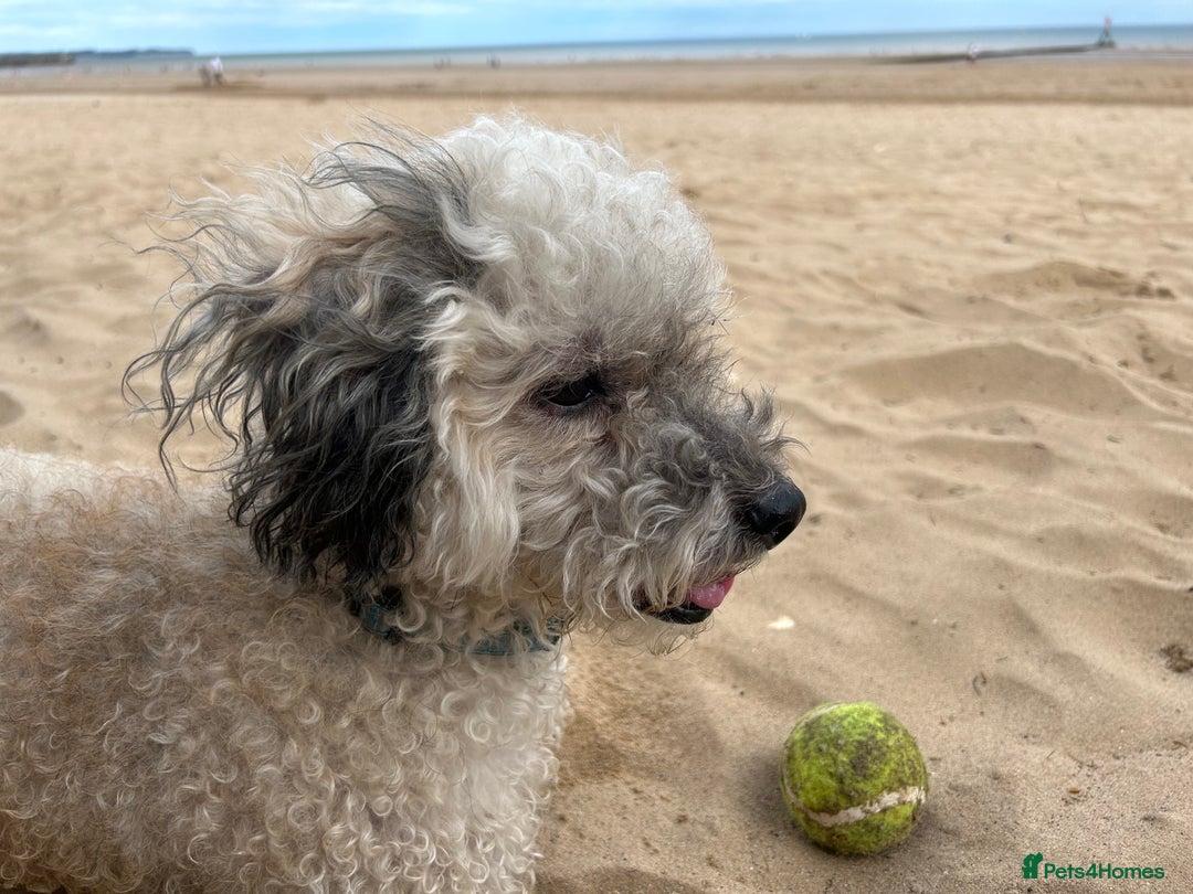 Mixed Breed dogs for sale: Cockapoo cross Poochon  - Image 13
