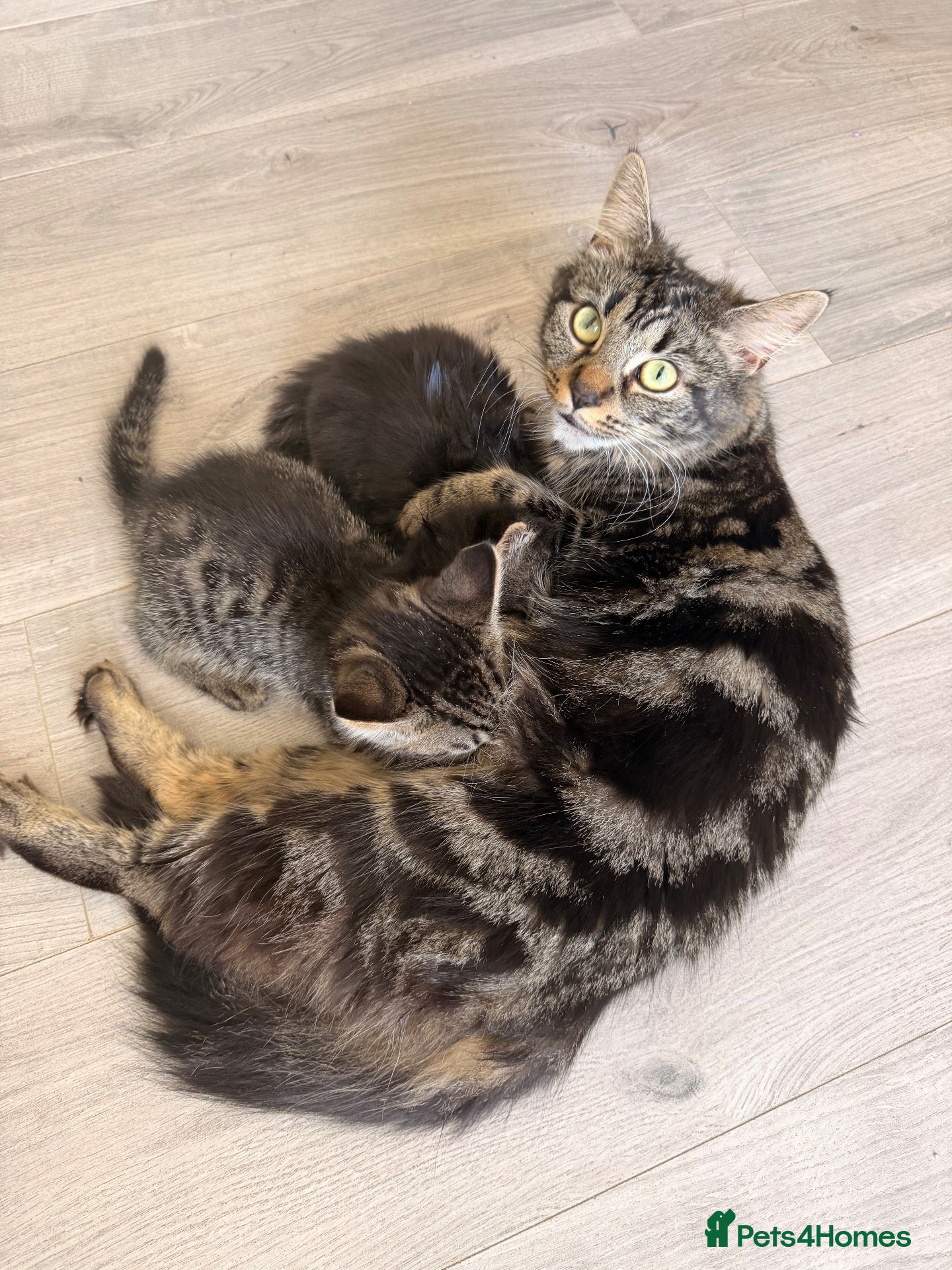 Domestic Shorthair cats X2 black male kittens one fluffy one short haired  - Advert 1