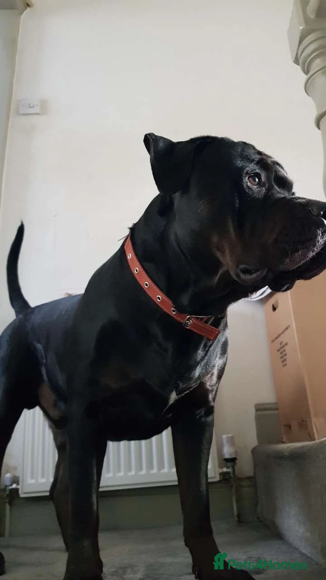 Mixed Breed dogs for sale: Staffordshire Bull Terrier Cross in Sheffield - Advert 2