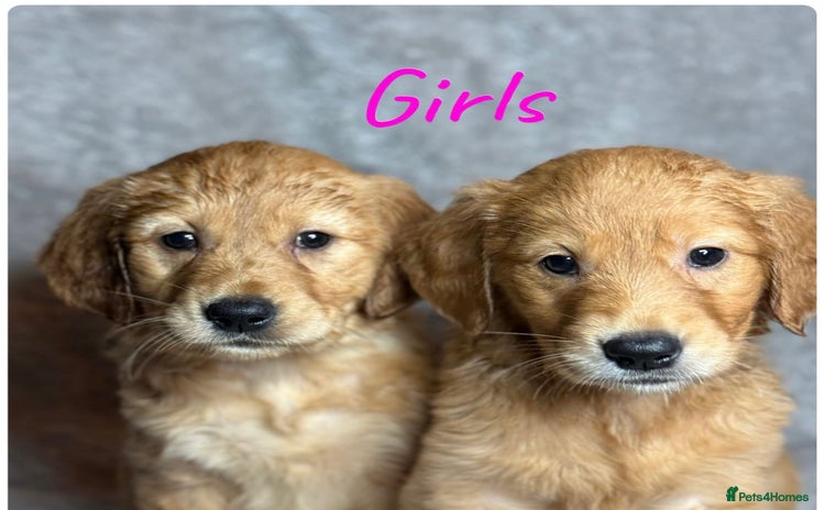 Golden Retriever dogs Beautiful chunkygolden’s READY TO LEAVE NEXT WEEK  - Advert 2