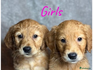 Golden Retriever dogs Beautiful chunkygolden’s READY TO LEAVE NEXT WEEK - Advert 7