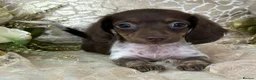 Miniature Dachshund dogs for sale: KC Miniature Dachshund Puppies - Advert 12