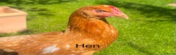 Chickens poultry for sale:  to Good Home  - Advert 1
