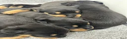 Rottweiler dogs for sale: KC Rottie puppies  - Advert 2