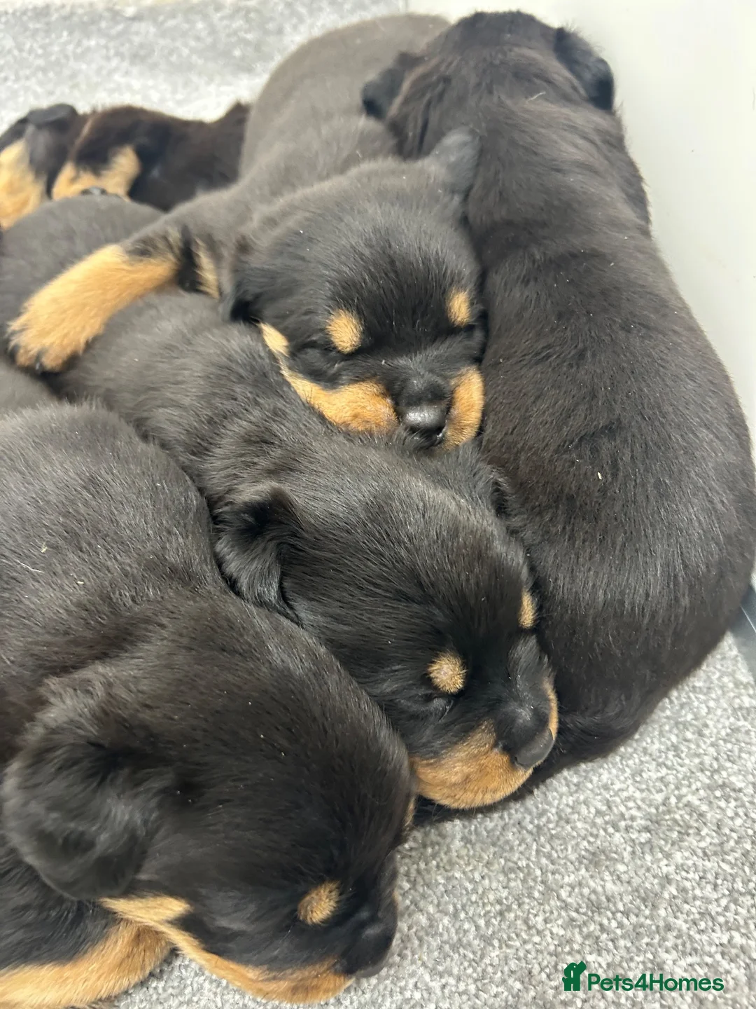 Rottweiler dogs for sale: KC Rottie puppies  - Advert 2