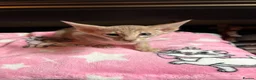 Oriental cats for sale: GCCF Oriental Kittens  in Stratford-upon-Avon - Advert 9