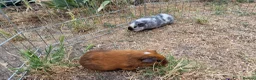 Guinea Pig rodents for sale: £20 for 2 California x male guinea pigs  - Advert 4