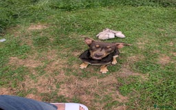 Australian Kelpie dogs for sale: Male kelpie - Image 2