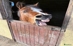 Welsh Section A horses for sale: 12hh section a gelding bombproof - Image 9