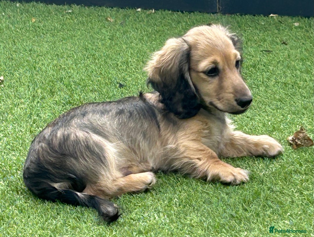 Miniature Dachshund dogs for sale: Reduced, mini L/H £1150 - Image 19