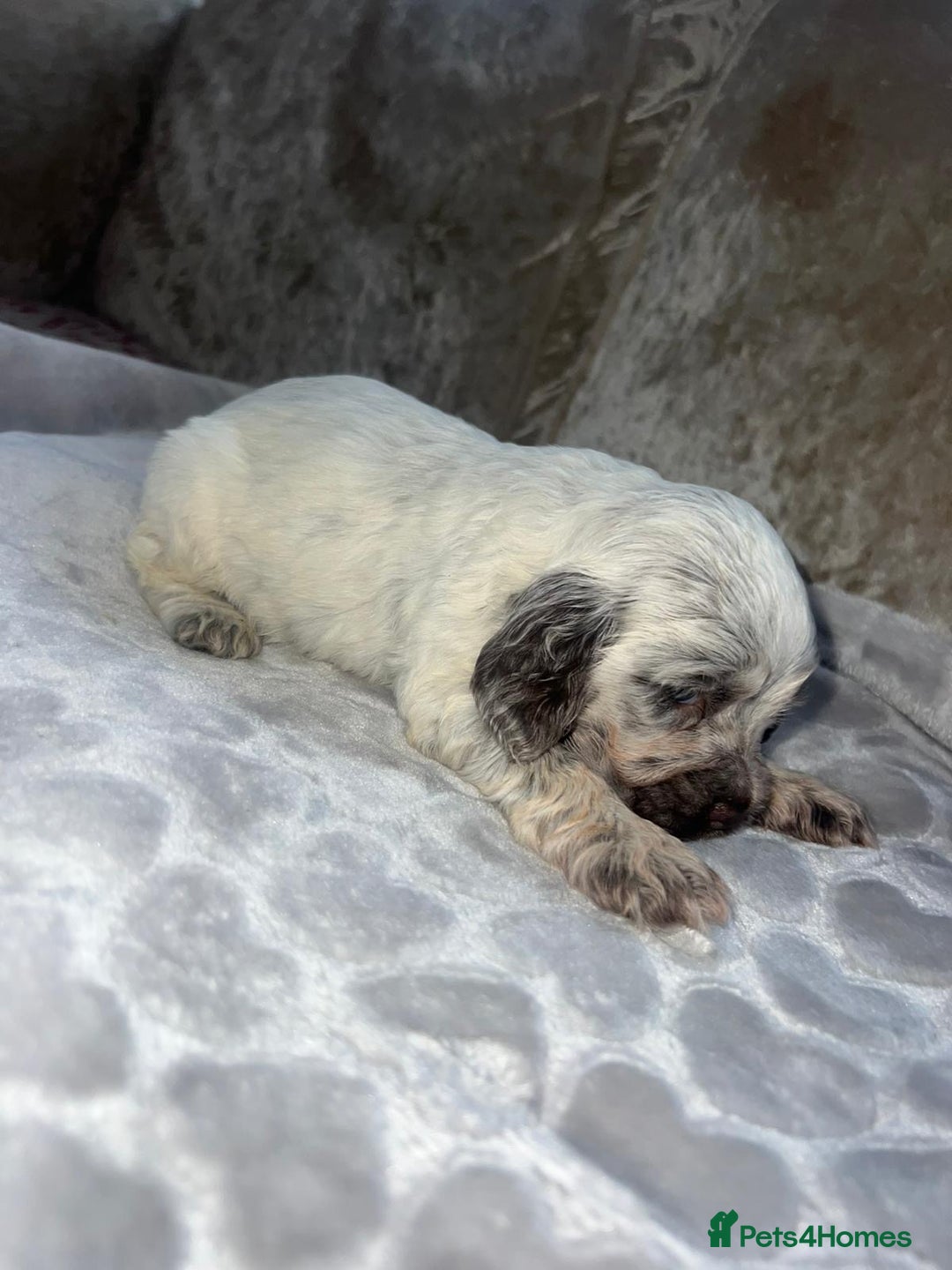 Cocker Spaniel dogs for sale: Kc registered show cocker spaniels  - Advert 8