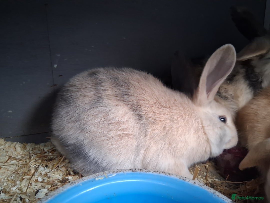 English Lop rabbits for sale: Mum and daughter and 3bucks for sale - Advert 5