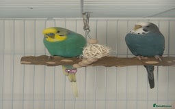 Budgerigars birds for sale: 1 female and 1 male budgies with full setup  - Image 1