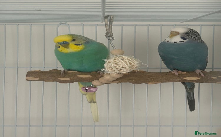 Budgerigars birds for sale - Advert 1