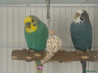 Budgerigars birds - Advert 17