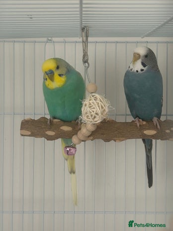 Budgerigars birds - Advert 11