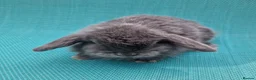 Mini Lop rabbits for sale: Baby male mini lops - Advert 4