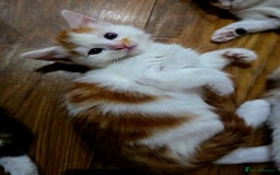 Mixed Breed cats for sale: 6 kittens  - Image 2