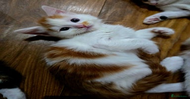 Mixed Breed cats - Advert 15