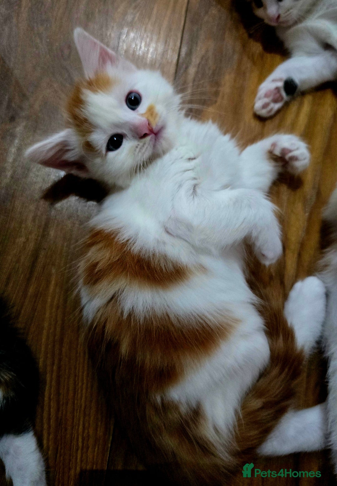 Mixed Breed cats for sale: 6 kittens  - Image 2