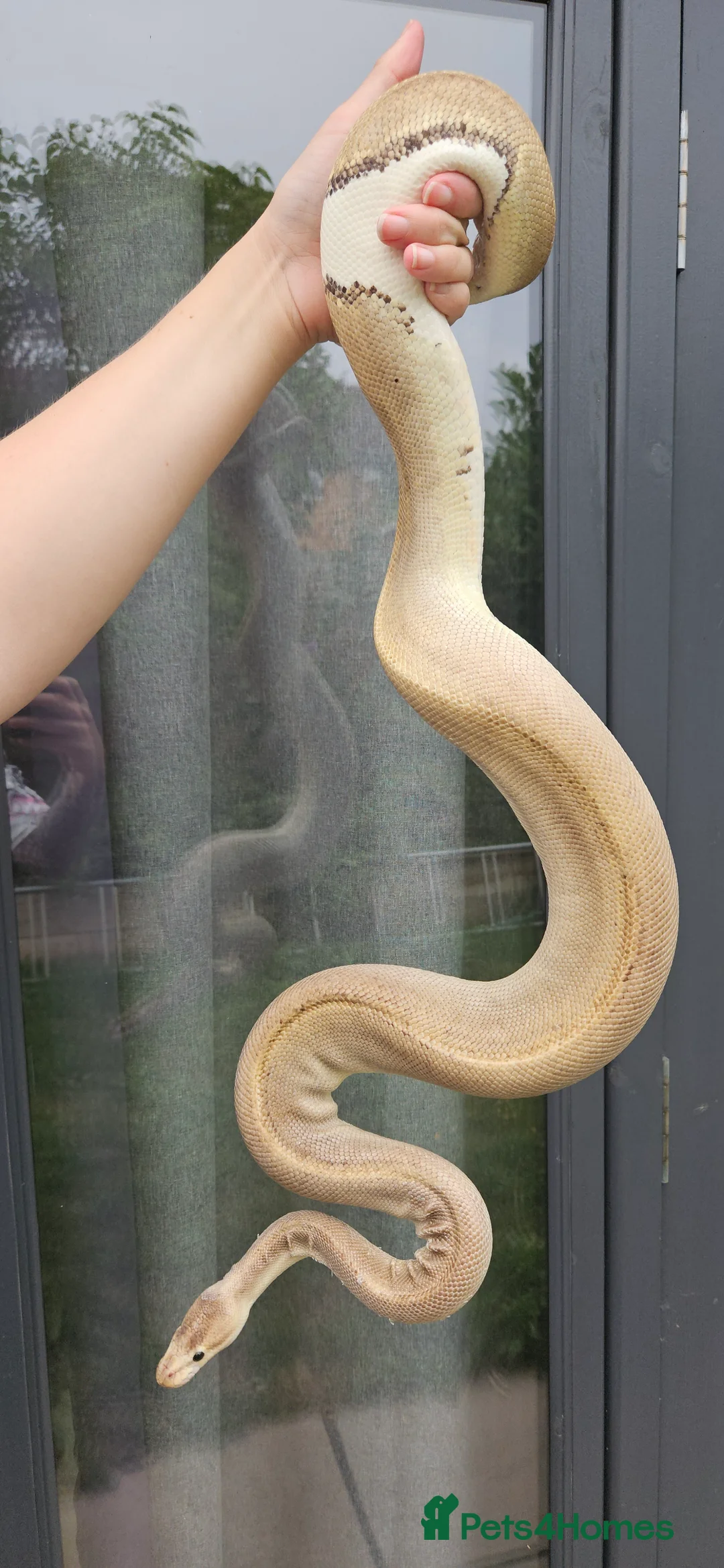 Python Snake reptiles for sale: Female Ball/Royal Python For Sale Champagne Morph - Advert 5