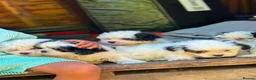 Bichon Frise dogs for sale: Bichon frize in Northampton - Advert 4