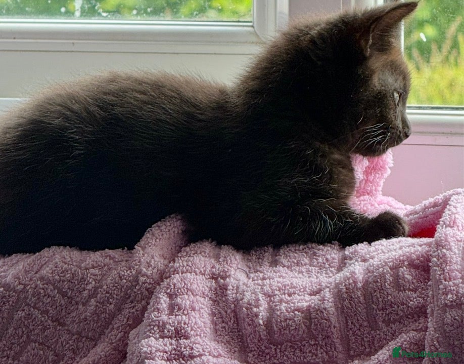 Mixed Breed cats 🐾 Four gorgeous fluffy black kittens 🐾 - Advert 2
