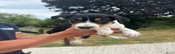 Border Collie dogs for sale: Working tri coloured collie pups - Advert 2