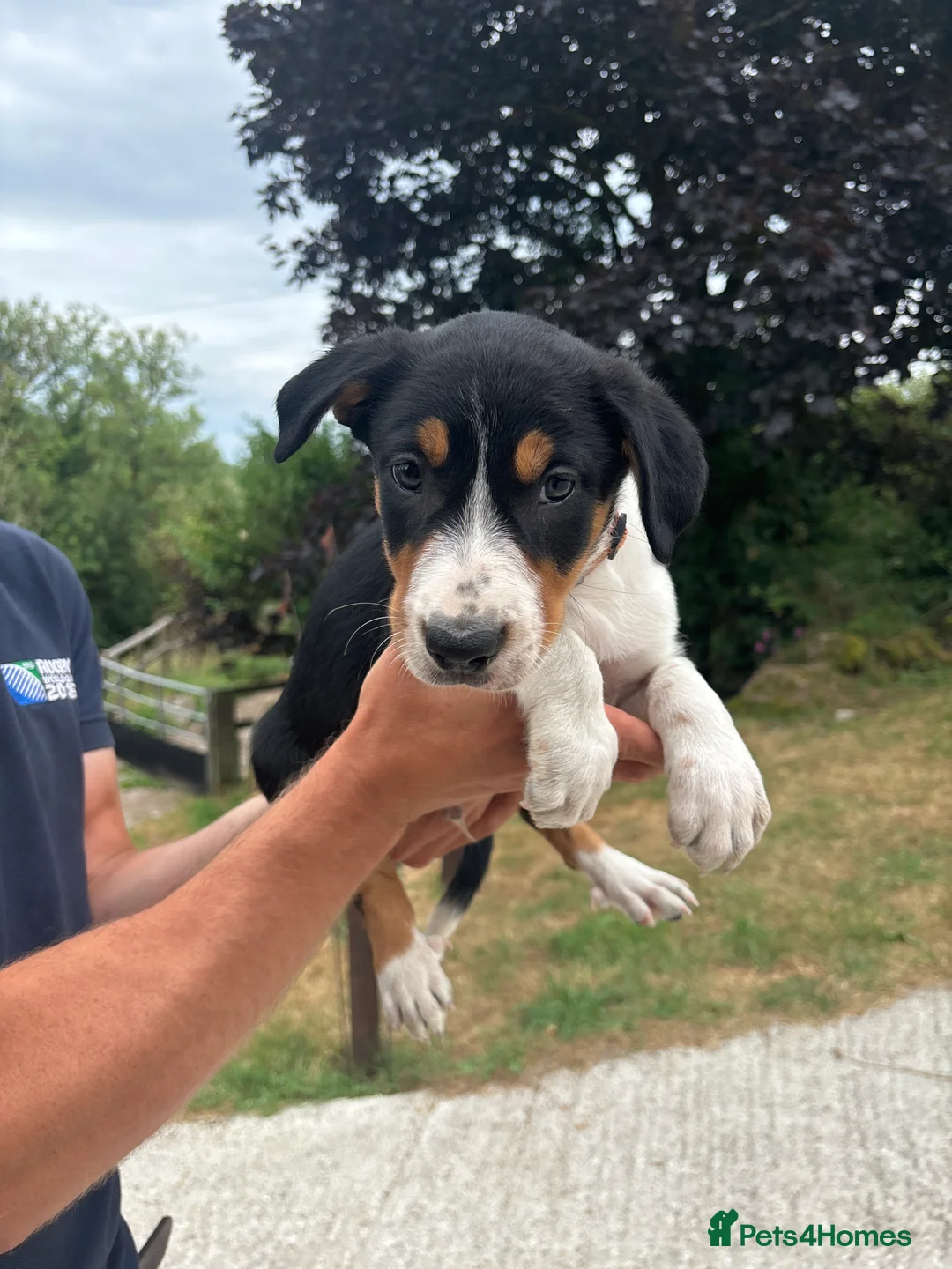 Border Collie dogs for sale: Working tri coloured collie pups - Advert 2
