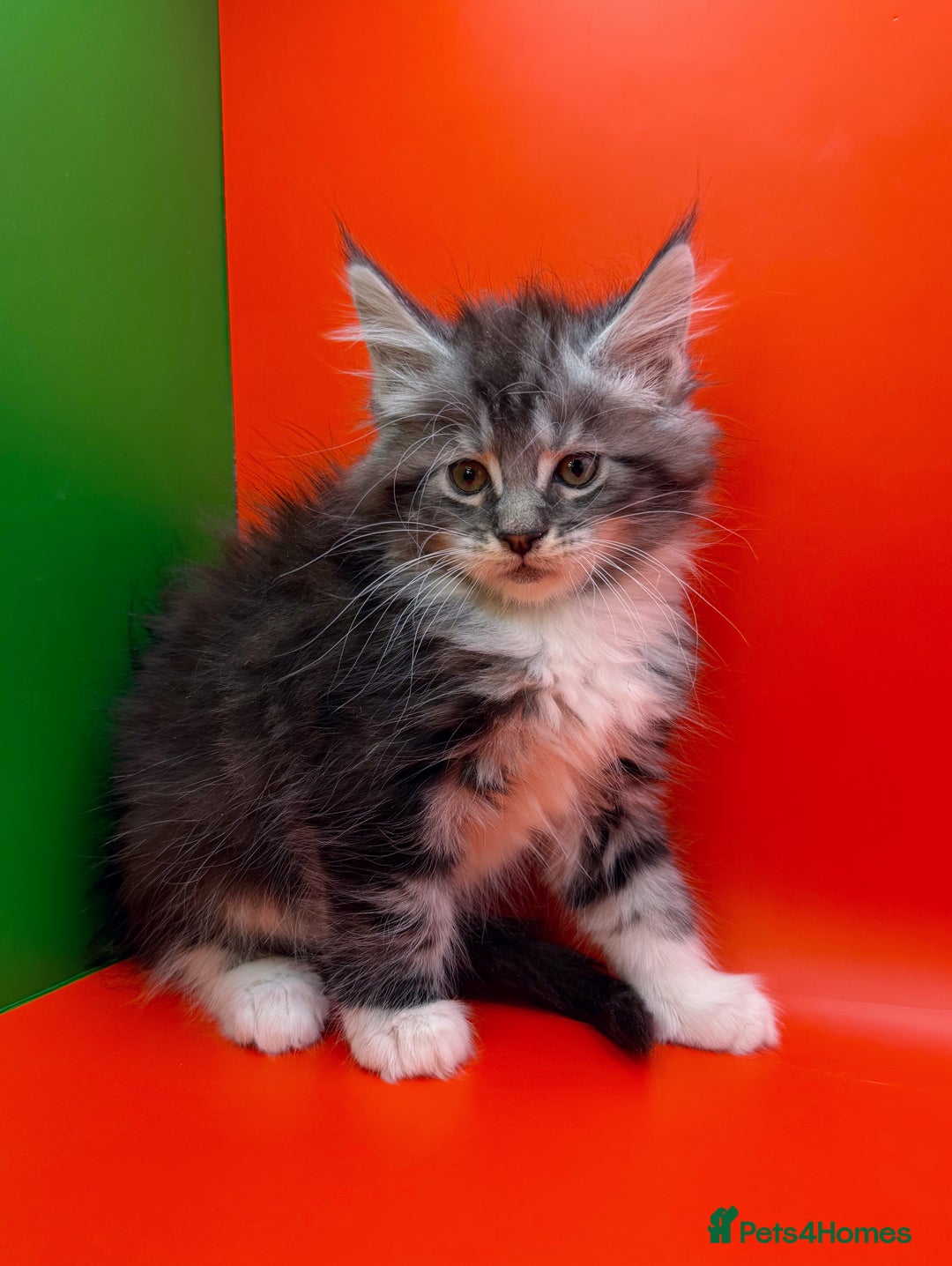 Maine Coon cats for sale: Maine Coons with Tests, Papers, Vet Checks & Vacc. - Advert 22