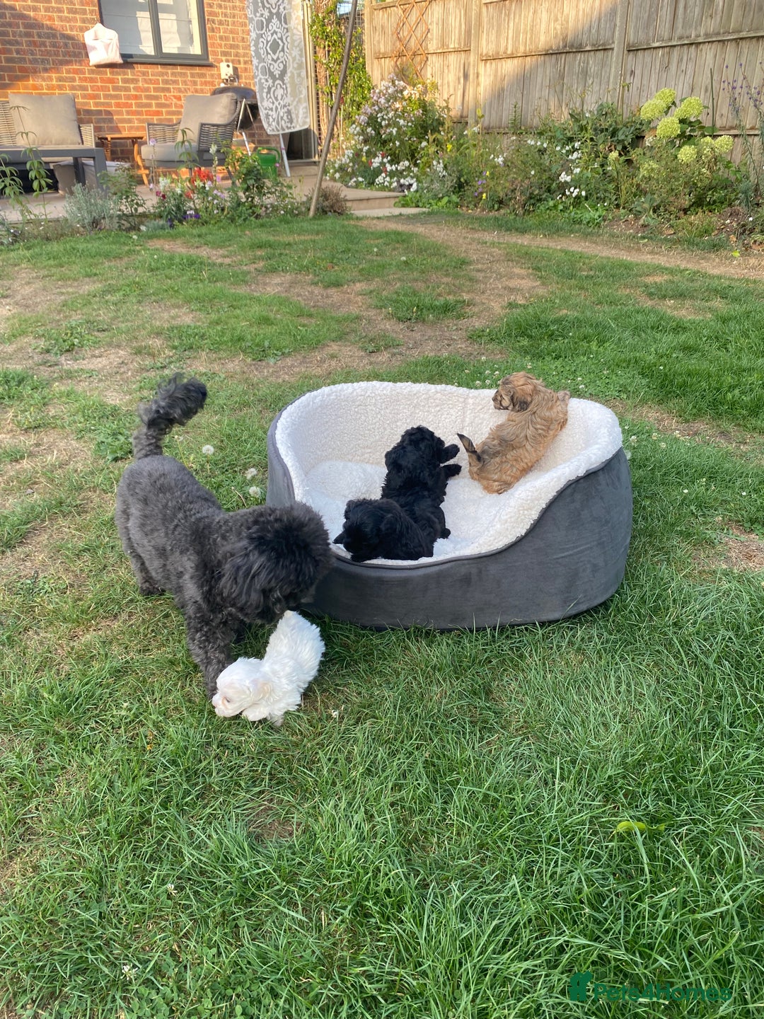 Maltipoo dogs for sale: Maltipoo Puppies Ready for Their Forever Homes! ✨ - Image 8