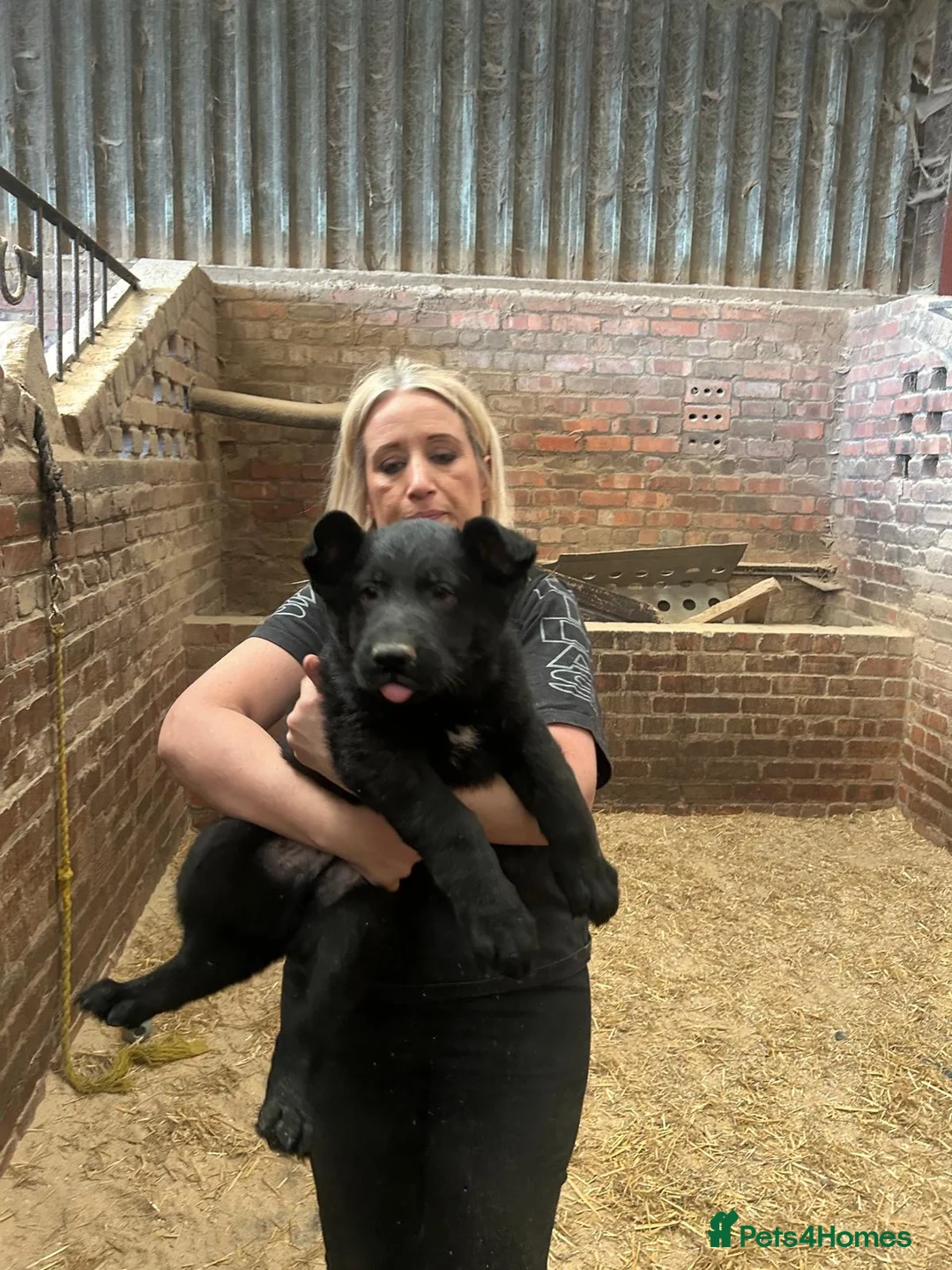 German Shepherd dogs for sale: Big beautiful German shepherd boys - Advert 2