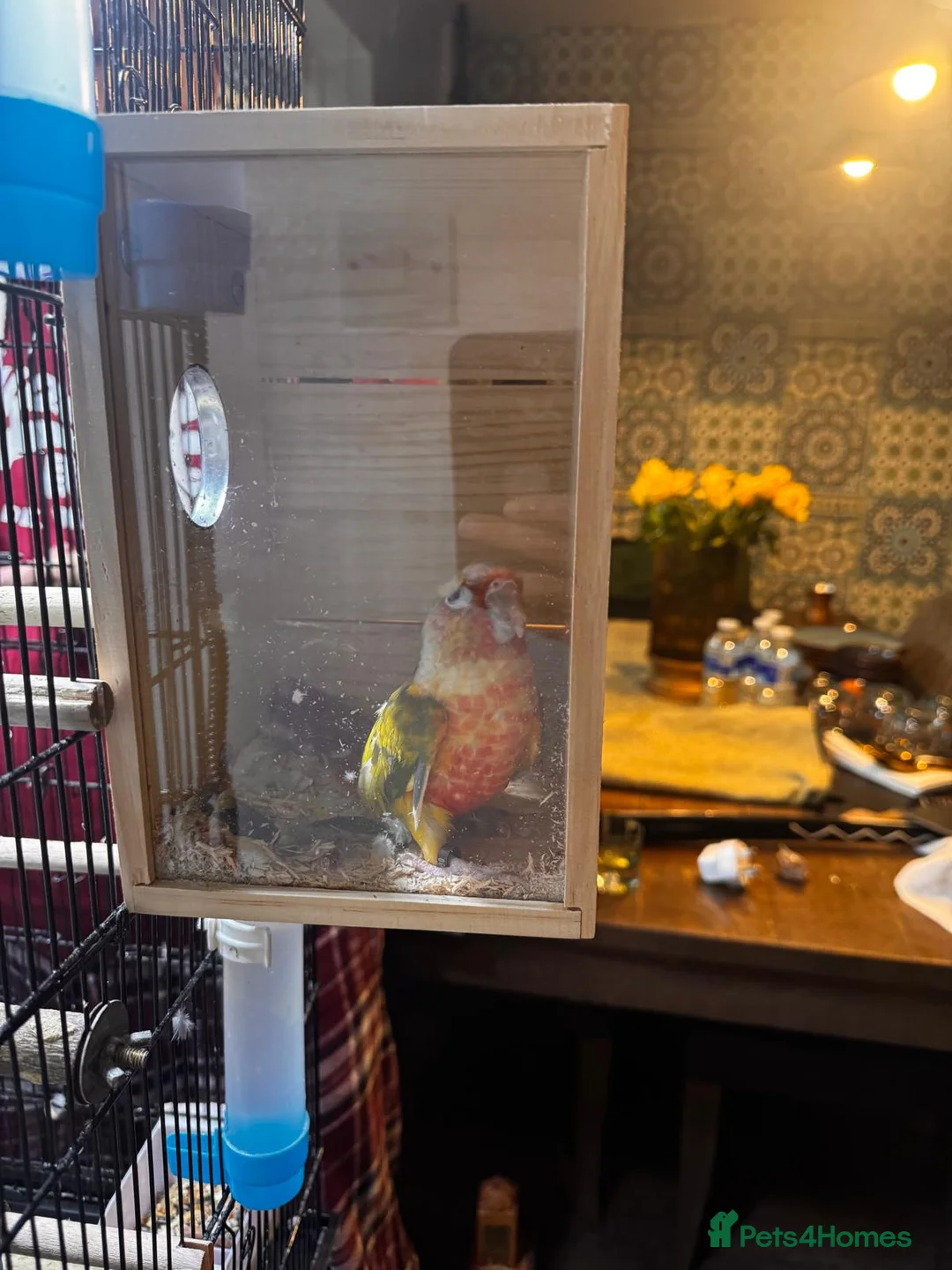 Conures birds for sale: 🦜 Beautiful Conure Pair (Pineapple + Green Cheek) in Weybridge - Advert 2