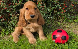 Cocker Spaniel dogs for sale: ⭐️ Show Type Cocker Spaniels ⭐️ - Image 1