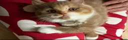 British Shorthair cats for sale: Kitten ready to leave 22nd October  - Advert 3
