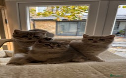 Scottish Fold cats for sale: Pedigree Scottish fold and straight kittens - Image 7